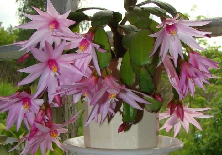 алое Дескоінгса, хавортії Купера