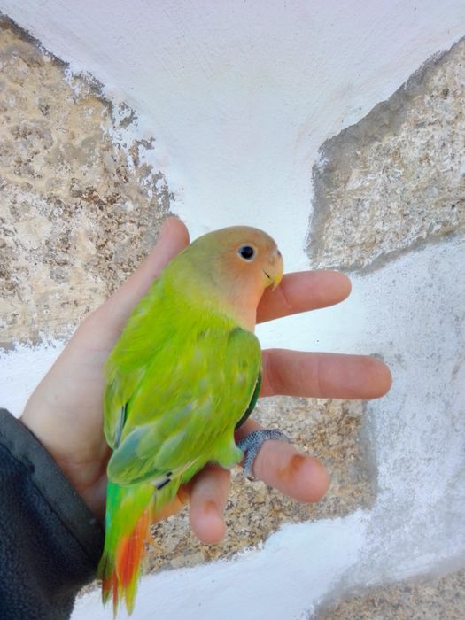 Agapórnis Domesticados