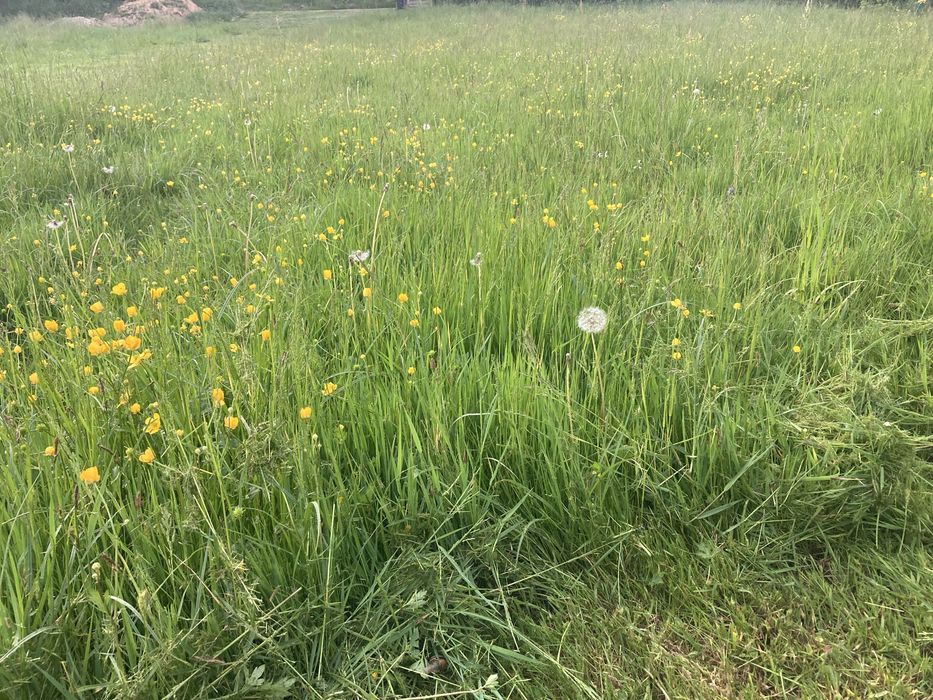 Oddam świeżo koszoną trawę/łąkę dla kaczek, zwierząt