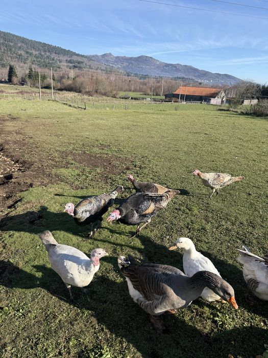 Perus machas adultos