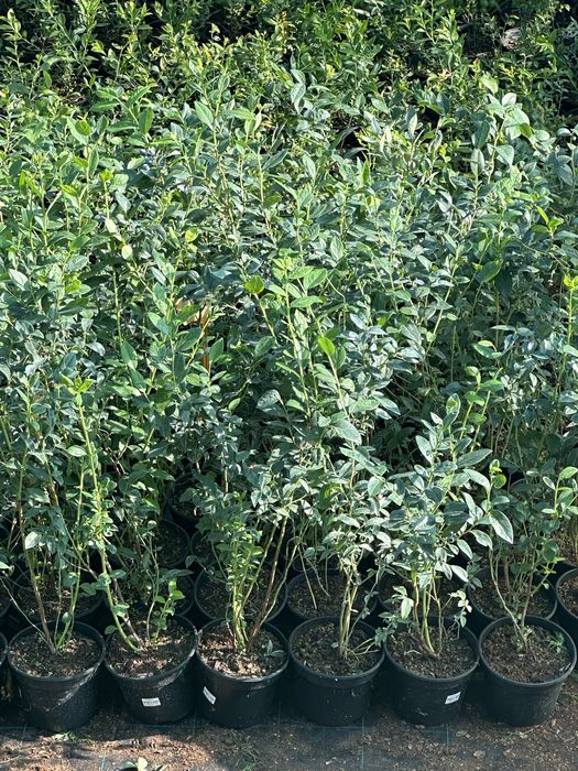 Лохина. 2 річна. Була з плодами