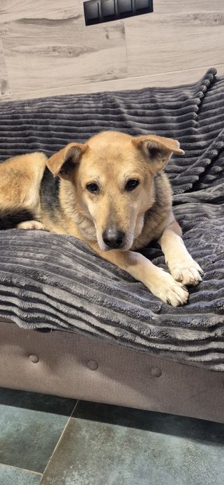 Piesek okolo 8 lat