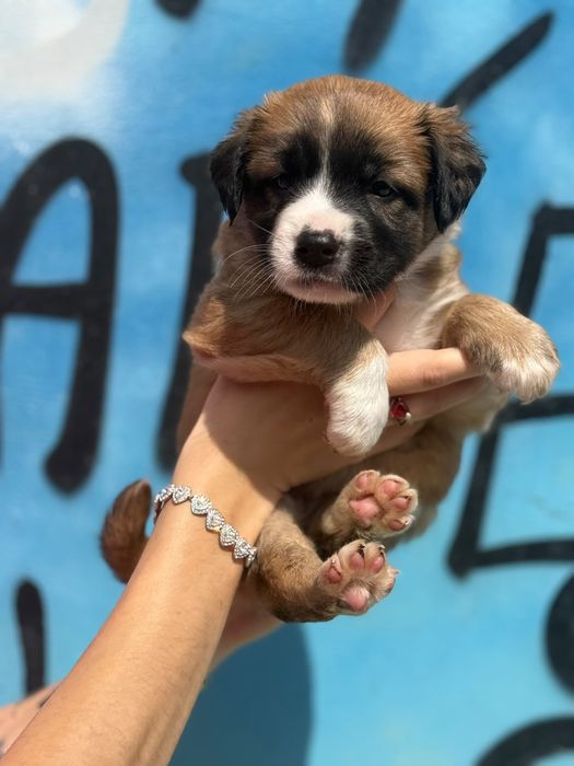 Aurora - suczka szczeniak do adopcji