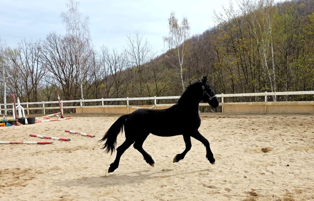 Fryzyjski ogierek KFPS KS.główna