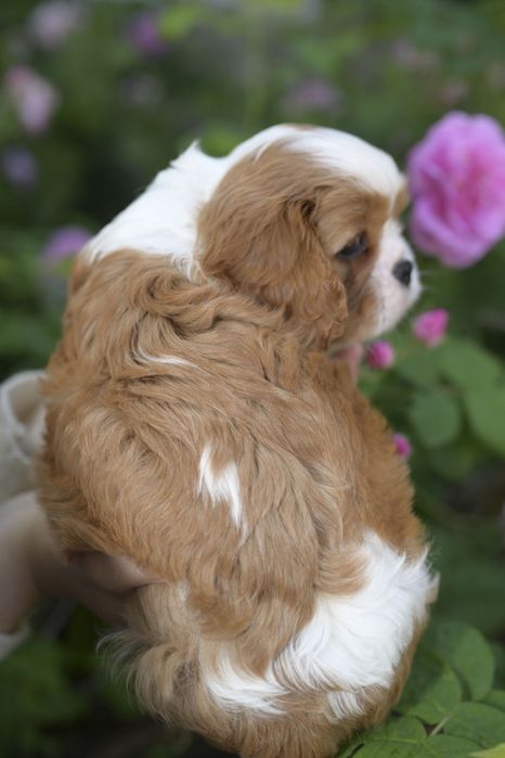 Цуценята з розплідника "Royal Fluffy Diamond"