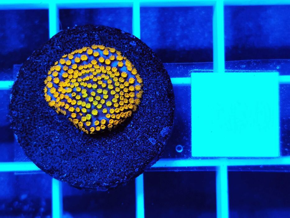 Montipora danae Rainbow WYSYŁKA cena za szczepkę, morskie, koralowce