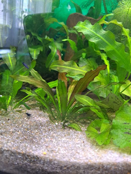 Єхінодорус  червоний