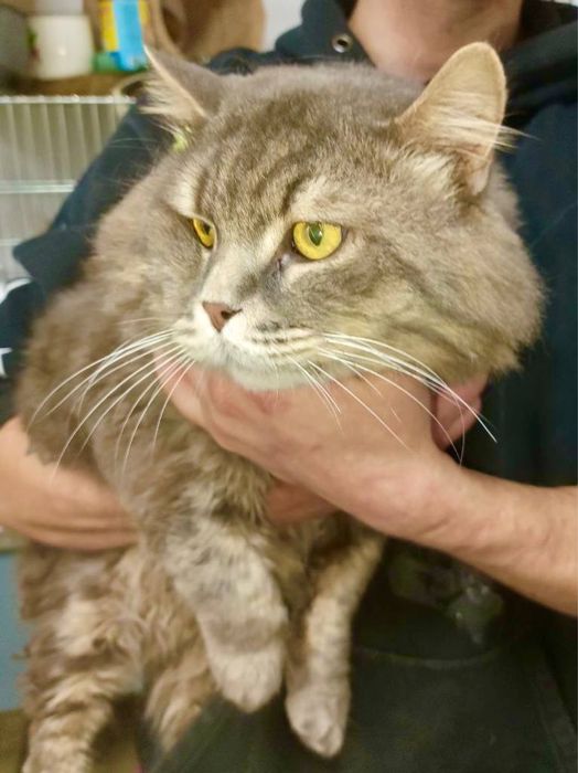 Віддаємо котика Маркіза