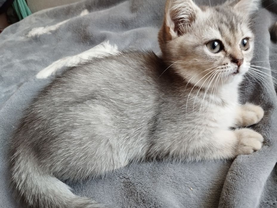 Кошечка шотландская