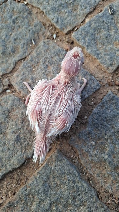 Caturras bebés para criar a mão