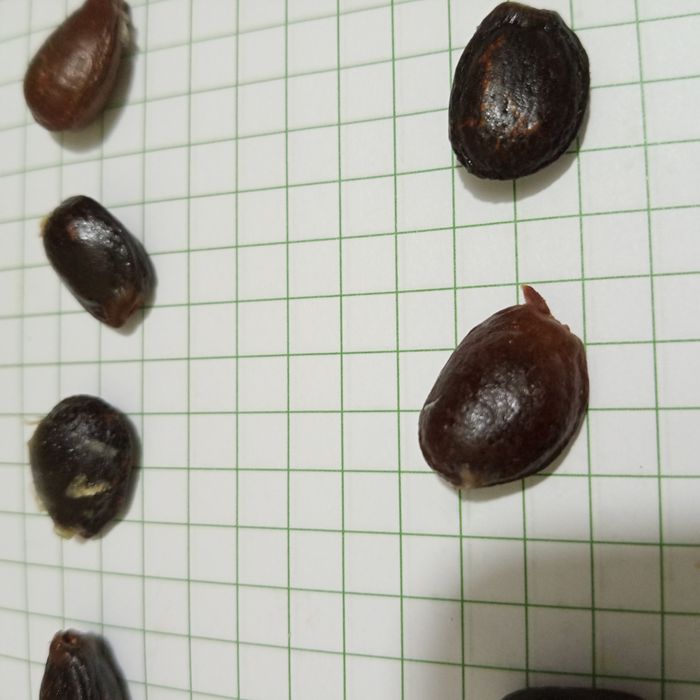 Семена Тенерифе -черримойя