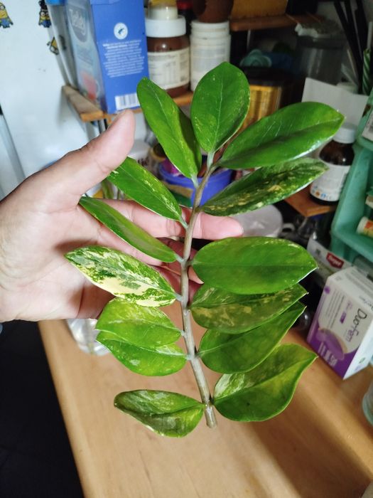 Zamiokulkas variegata