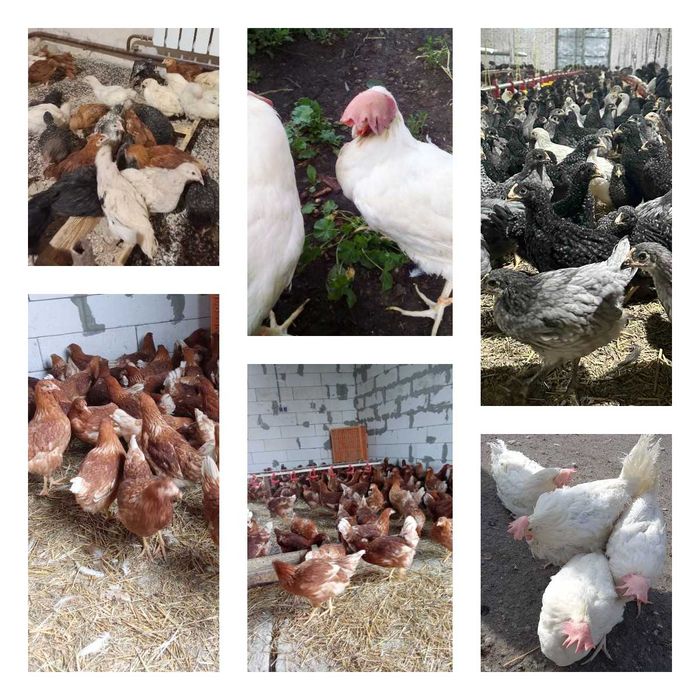 Продам кури несушки! Доставка безкоштовна. Корюківка!