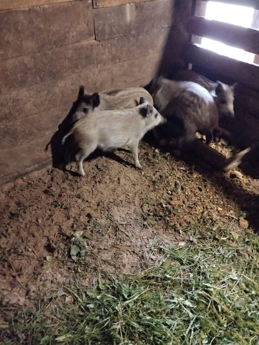 Продам поросят мангалиці