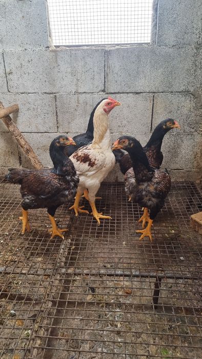 Vende se aves da raça cornish standard