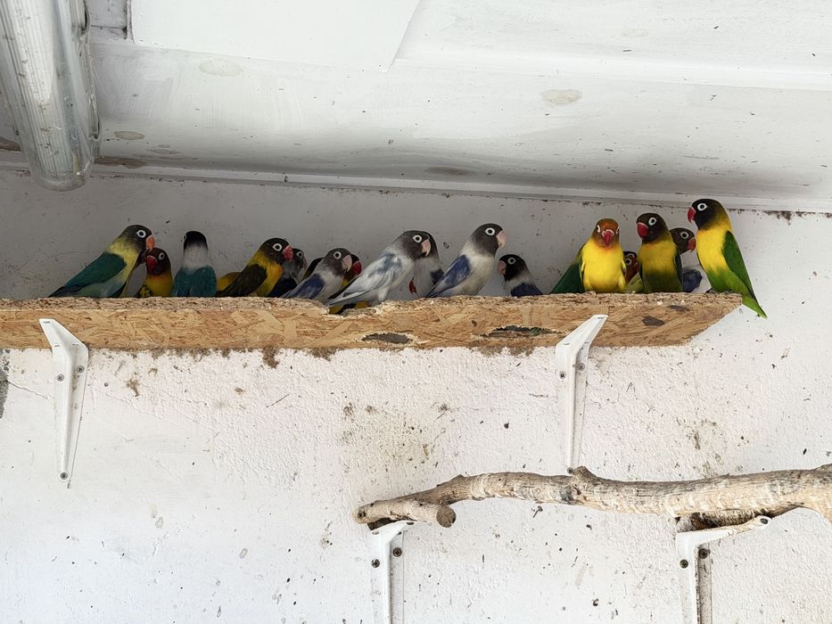 Agapornis Personatas