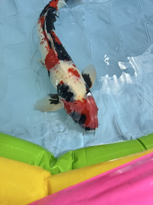Carpa koi showa 60cm