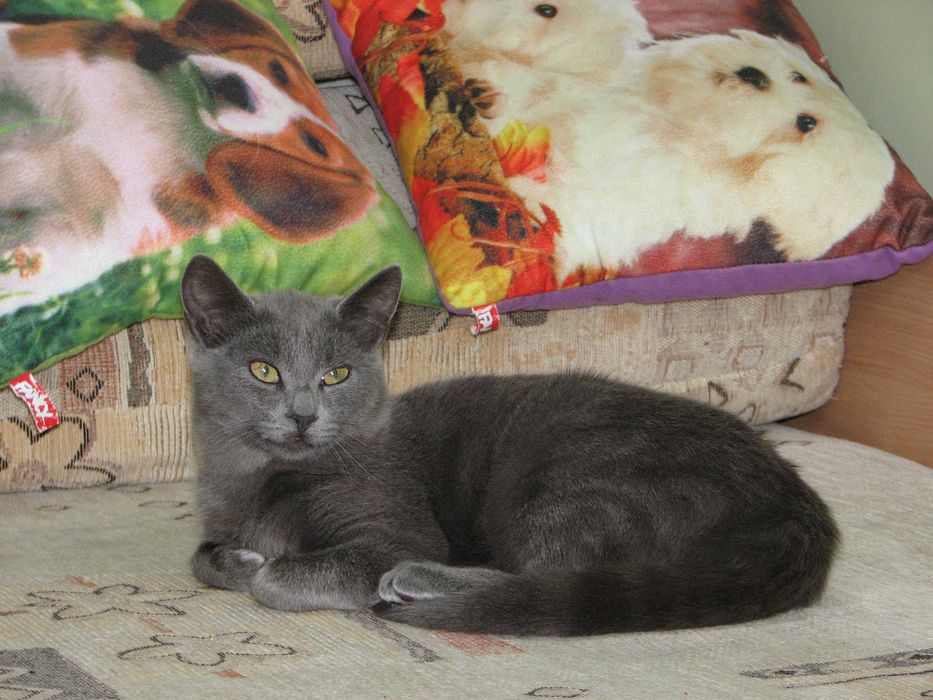 Загубився кіт, окрас сірий, димчастий Київ, вул. Вірменська