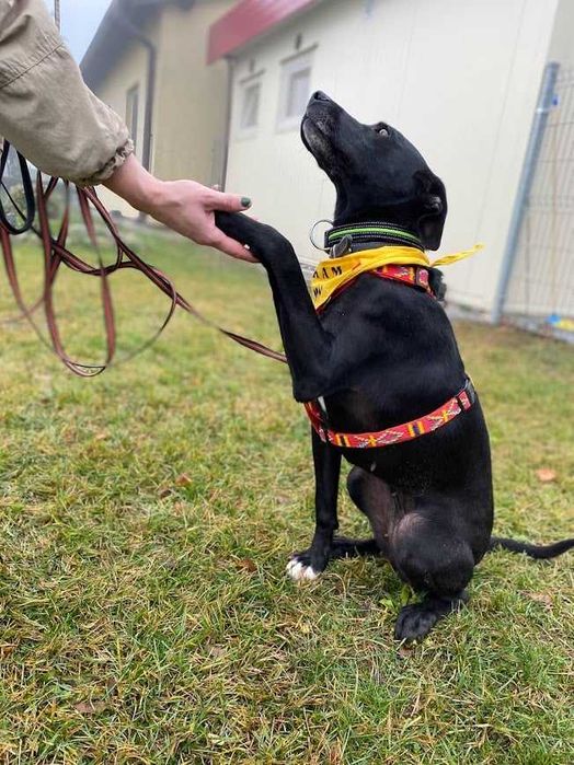 Luna - mix Wyżeł; mądra, łagodna i delikatna