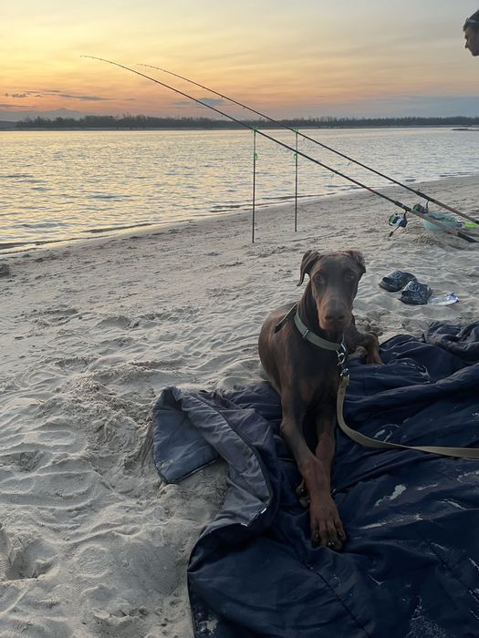 Пропонуємо песиків доберманів
