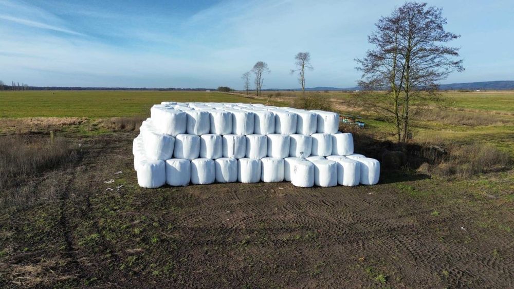 Sianokiszonka - Pasza Lepsza mleczność Zdrowe bydło Wysokie przyrosty