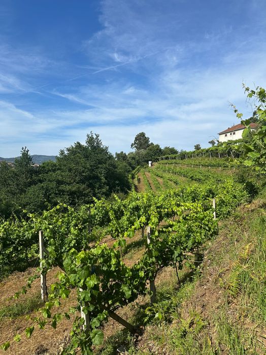 Vinha com rega automática