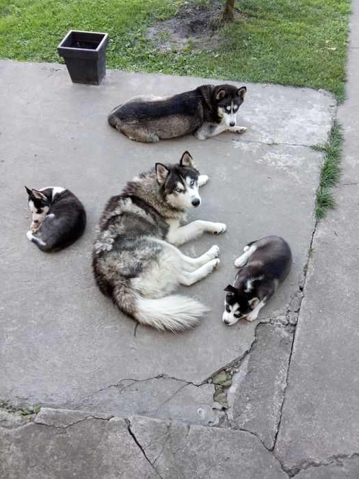 Кобель сибірський Хаскі для в'язки!