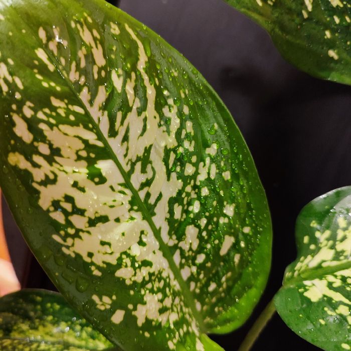 Дифинбахия,филл бурле макс, Пинк принцесса