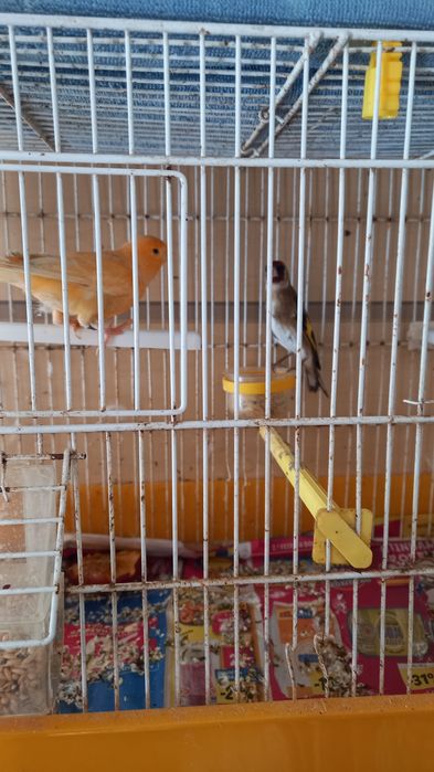 Canário com oferta de outro