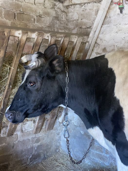 Продам хорошу дійну корову