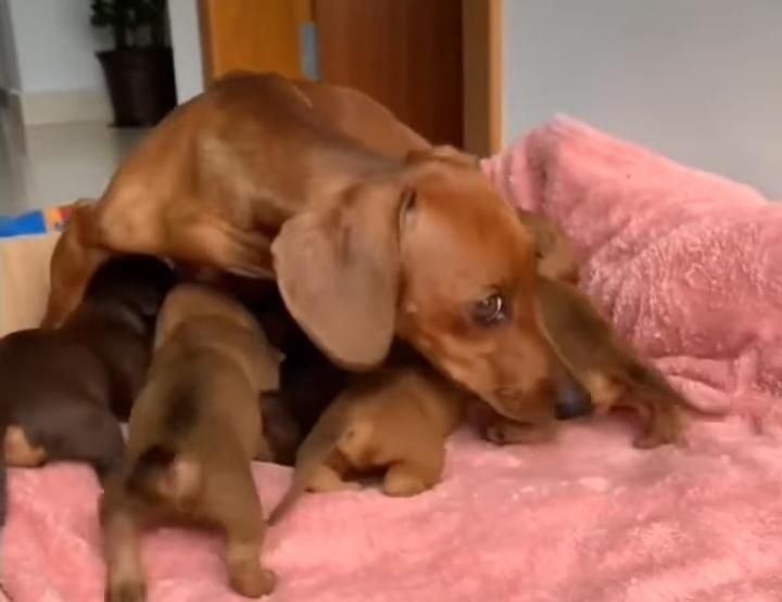 Карликові чистокровні цуцики такси