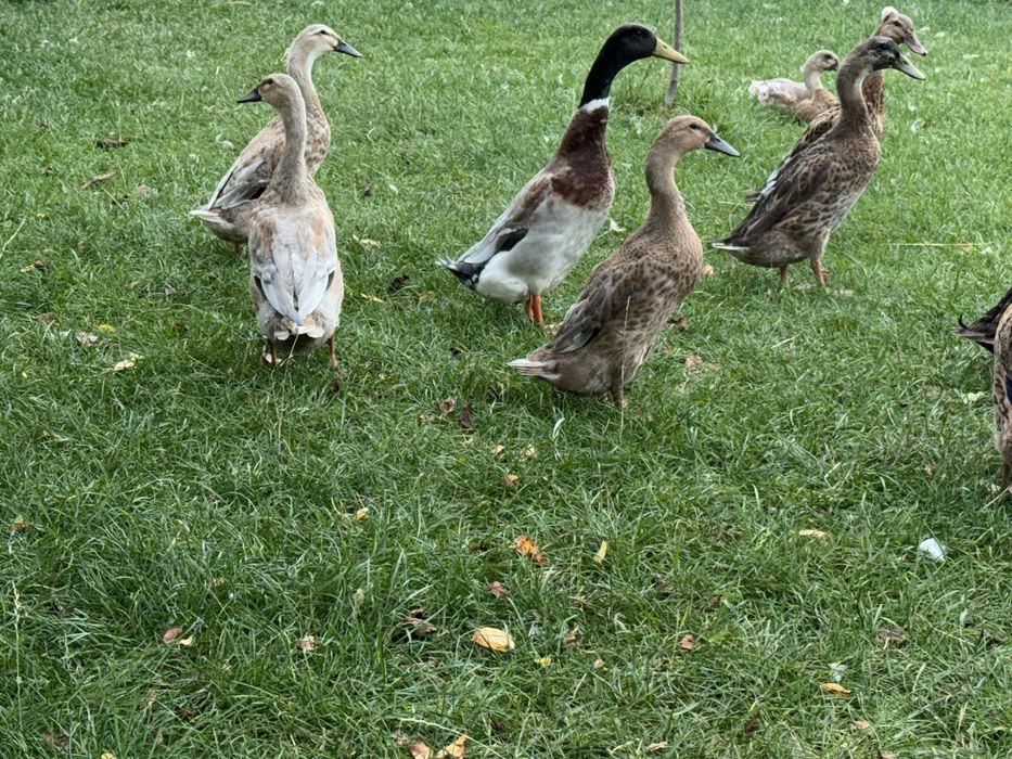 Kaczki biegusy indyjskie