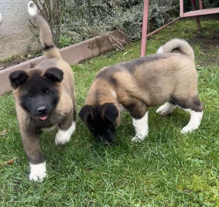 Американська акіта