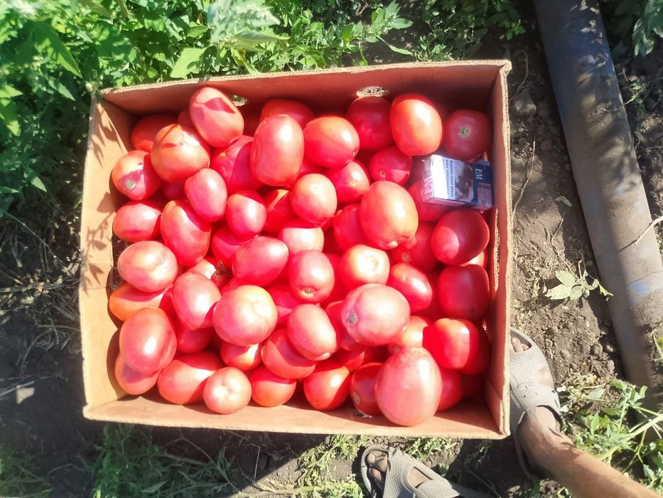 Продам помідор сорт Джолі