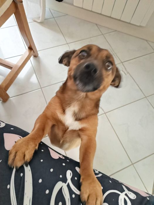 Cão para adopção