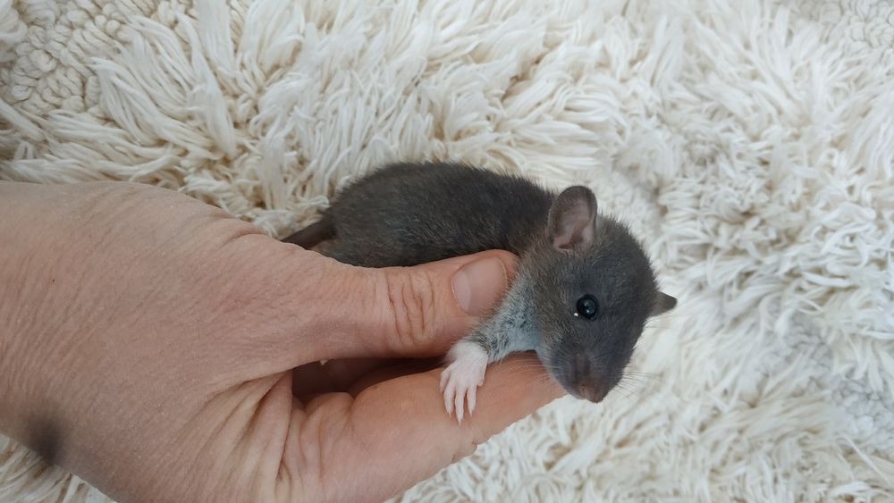 Необыкновенные умные крысятки малыши Агути сиамские Дамбо рекс крыса