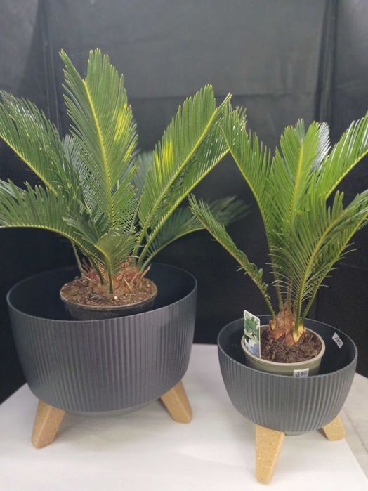 Квіти для колекціонерів.Цикас.