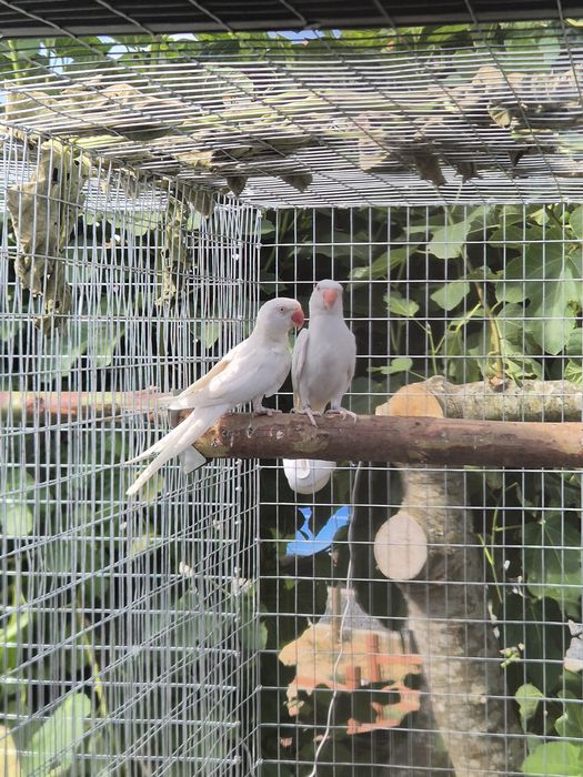 Ringnecks para venda ou troca