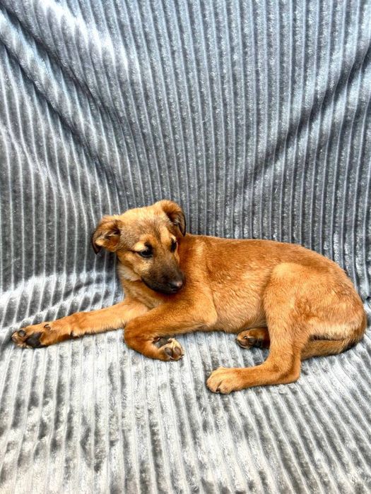 Неймовірно ніжна Амі шукає найкращих людей!