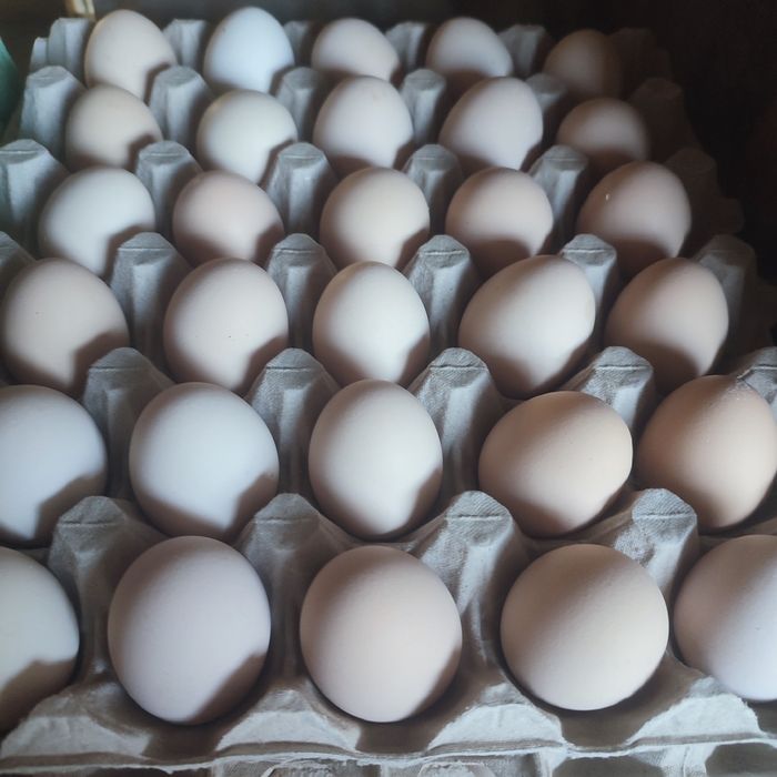 Świeże jajka wiejskie – od szczęśliwych kur 

Sprzedam świeże jajka od kur z wolnego wybiegu.
Kury karmione naturalnie – zboże + zielonka, bez chemi