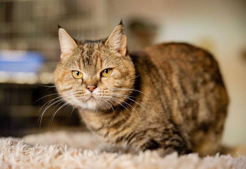 Кицюня 1,5-річна Мія шукає свою родину кіт кішка