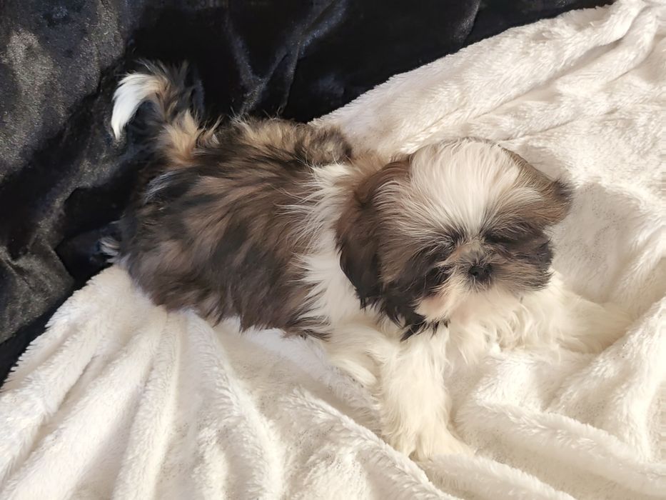 Shih Tzu -suczka