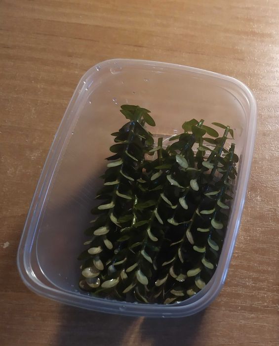 Ammania sp. Bonsai  na 1 plan. Hodowla podwodna. Gratisy.