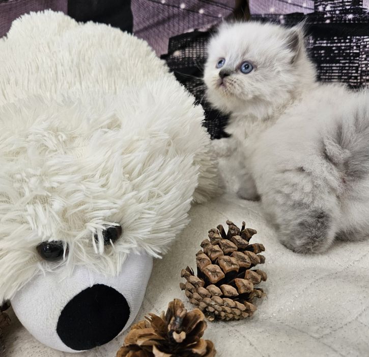 Шотландские котята (Хайленд страйт, Скоттиш страйт)