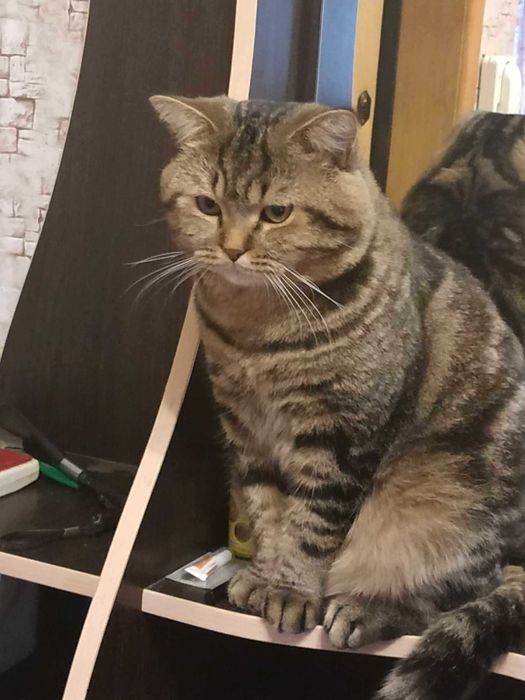 Отдам в хорошие руки