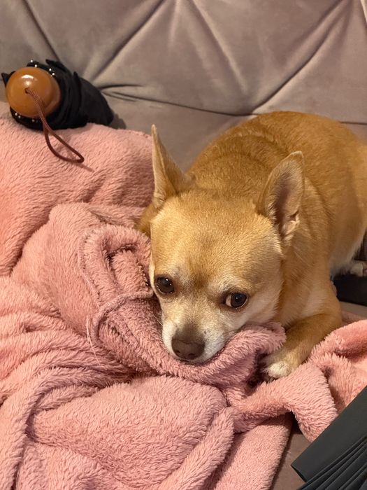 Чихуахуа шукає дівчинку для вязки