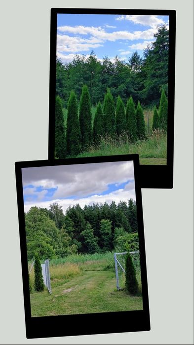 Domek nad jeziorem, w lesie. Wolny po 26 sierpnia.