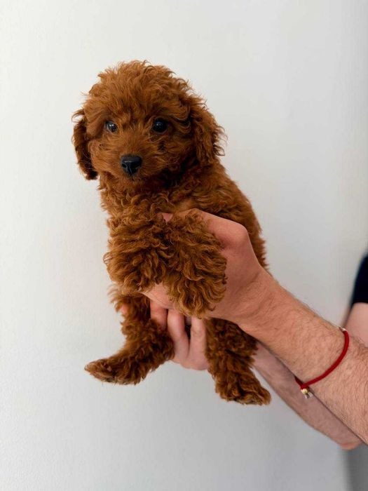 Caniche Toy Mini Femea Micro Menina Disponível