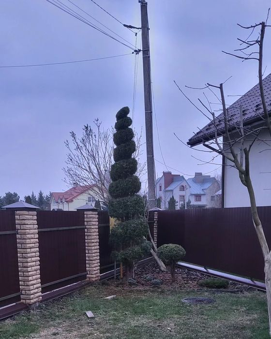 Обрізка фруктових та інших дерев на весну, обрискування санітарне.