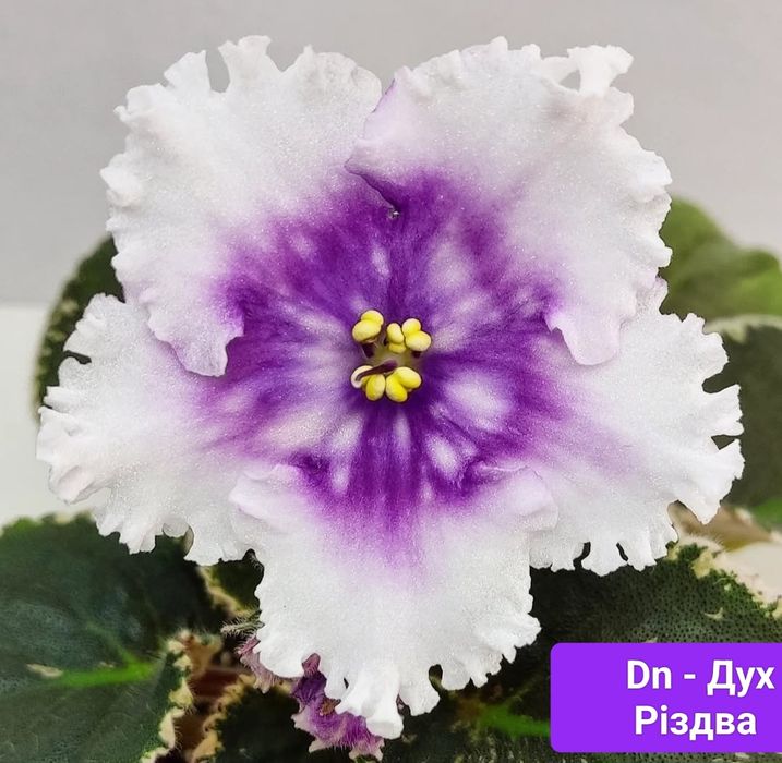 Фиалки детки, стартеры